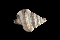 藏品(斑馬翼法螺)的圖片